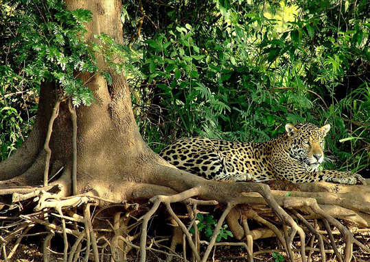 Jaguar Safari, Brazil
