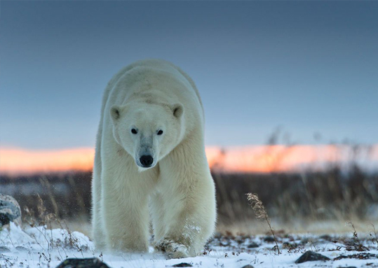 Polar Bear Safari, Canada